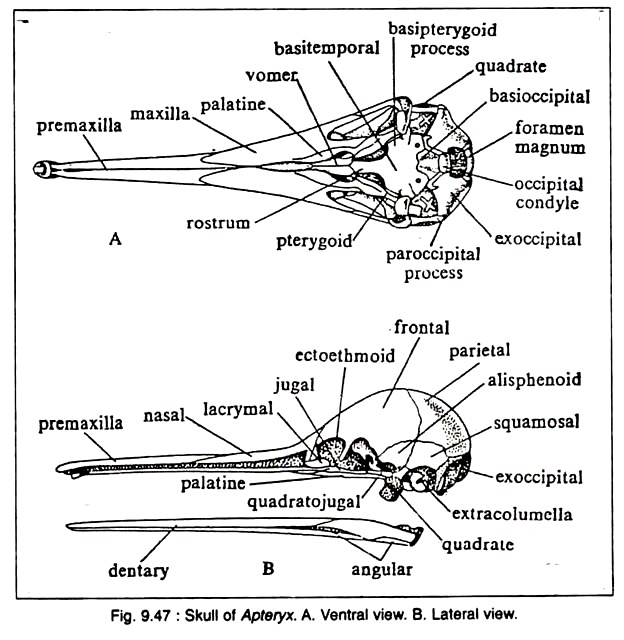 Skull of Apteryx