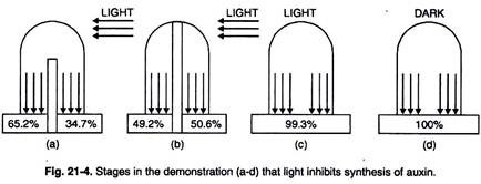 Stages in Demonstration that Light Inhibits Syntesis of Auxin