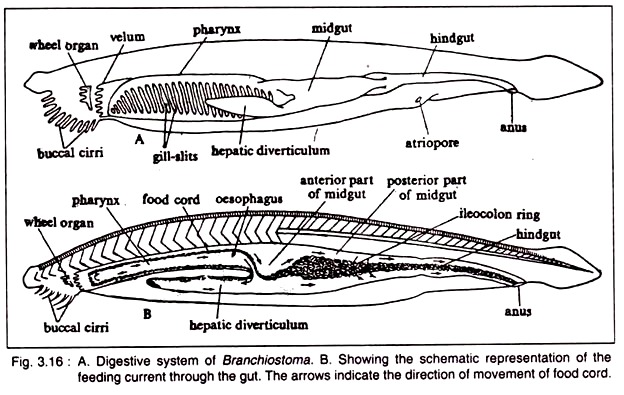 Branchiostoma and Feeding Current through the Gut