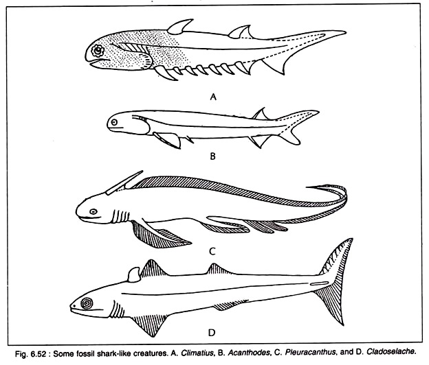 Some Fossil Shark-Like Creatures