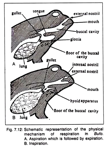 Physical Mechanism of Respiration in Bufo