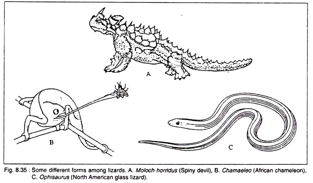 Forms among Lizards