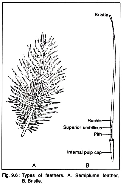 Types of Feathers