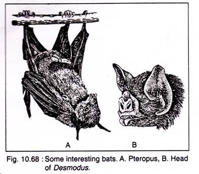 Interesting Bats