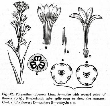 Polyanthes Tuberosa