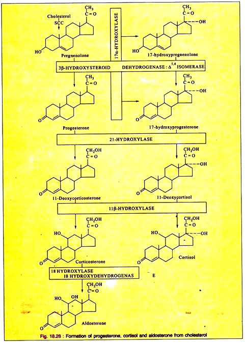 Formation of Progesterone, Cortisol and Aidostarone from Cholesterol