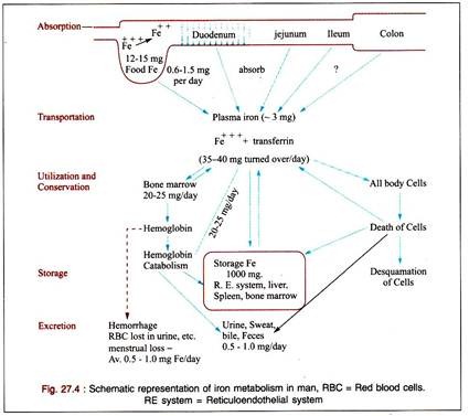 Iron Metabolism in Man