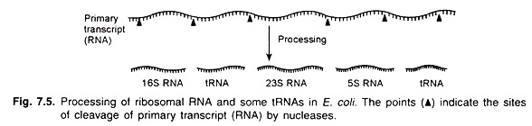 Processing of Ribosomal RNA and Some tRNAs in E.Coli