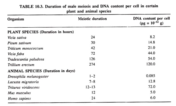 Duration of Male Meiosis and DNA Content