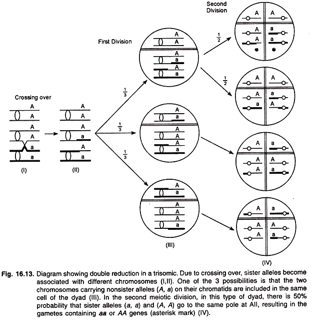 Double Reduction in a Trisomic