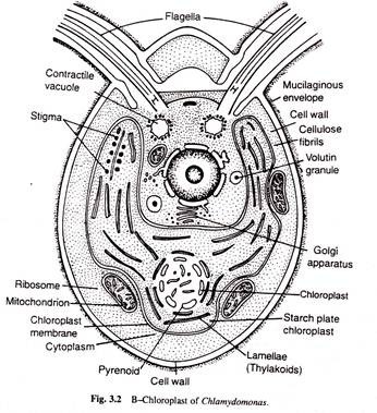 B-Chloroplast of Chlamydomonas