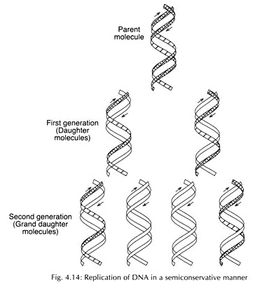 Replication of DNA in a Semiconservative Manner