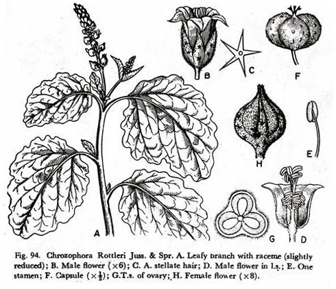 Chrozophora rottleri Juss