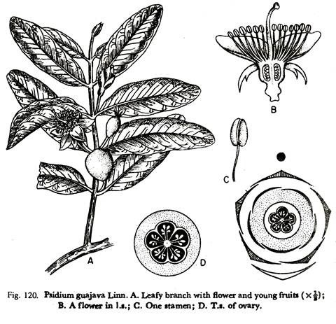 Psidium guajava Linn