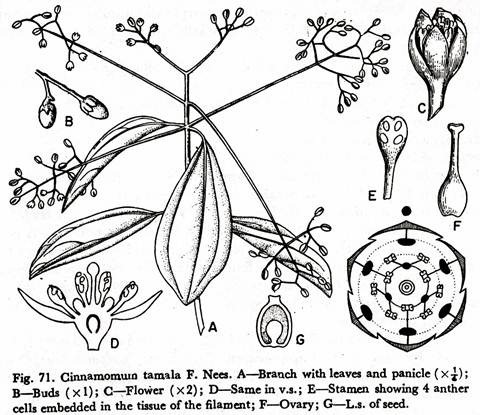 Cinnamomum tamala