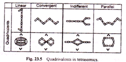 Quadrivalents in Tetrasomics