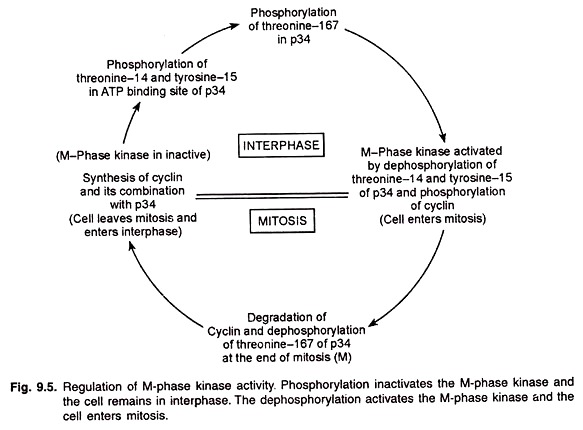 Regulation of M-Phase Kinase Activity