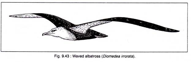 Waved Albatross