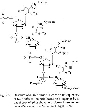 Structure of a DNA strand