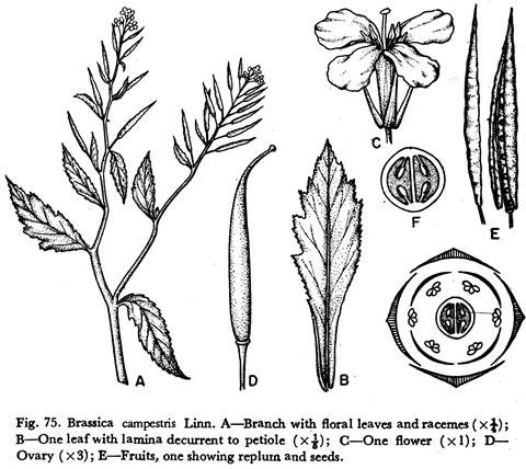 Brassica Campestris