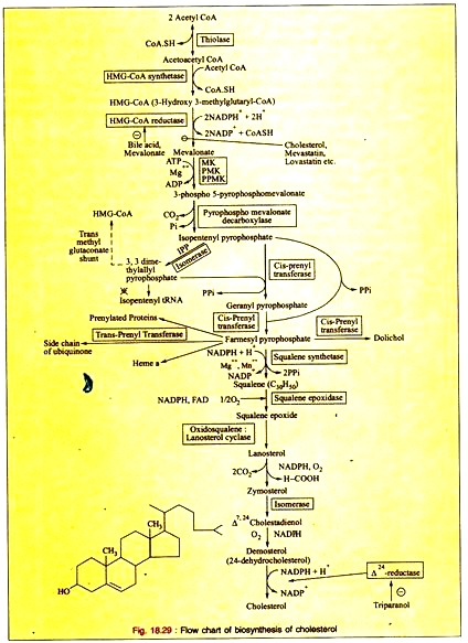 Biosynthesis of Cholesterol