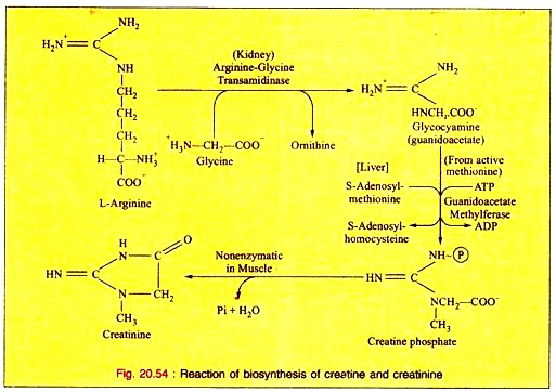 Reaction of Biosynthesis of Creatine and Creatinine