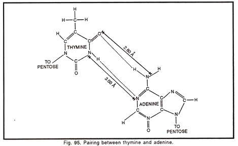 Pairing between thymine and adenine