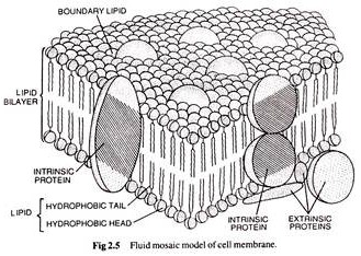 Fluid Mosaic Model of Cell Membrane