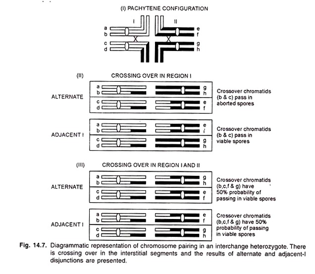 Chromosome Pairing