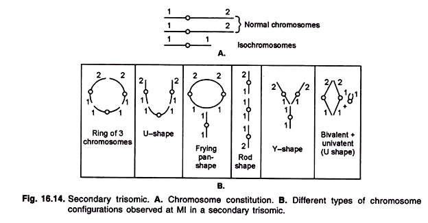 Secondary Trisomic