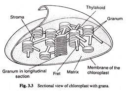 Sectional View of Chloroplast with Grana