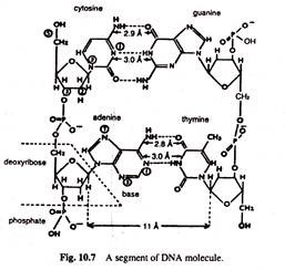 Segment of DNA Molecule