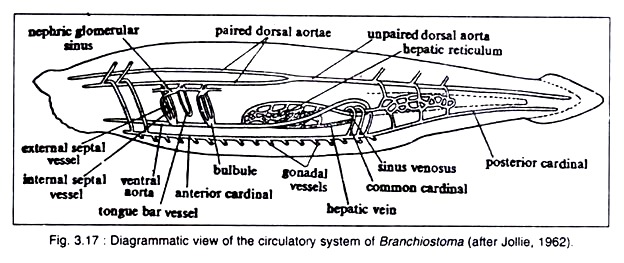 Circulatory System of Branchiostoma