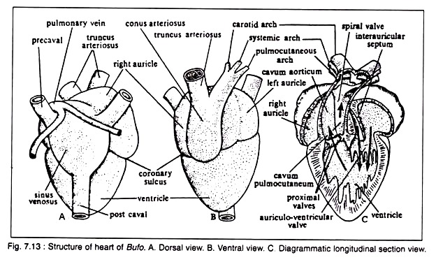 Structure of Heart of Bufo