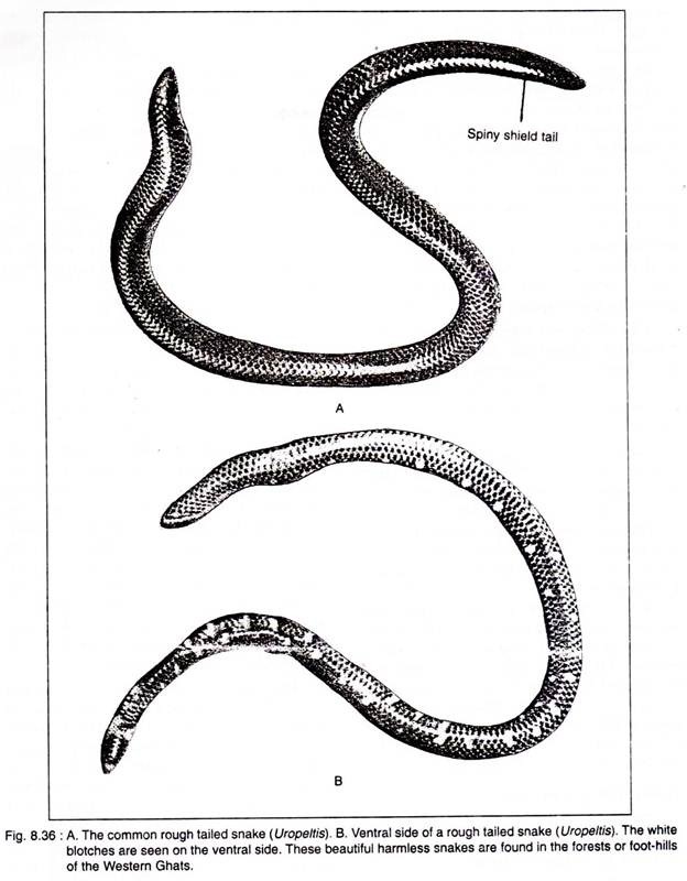 Common Rough Tailed Snake and Ventral Side of a Rough Tailed Snake