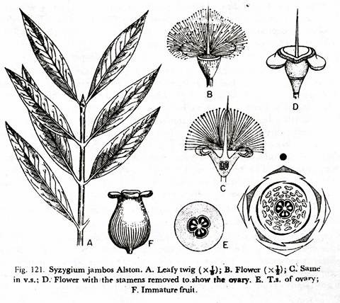 Syzygium jambos alston