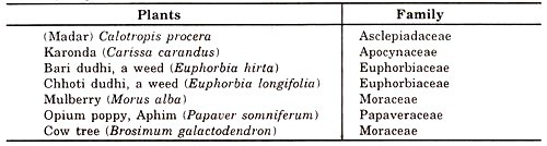 Plants which exudate latex