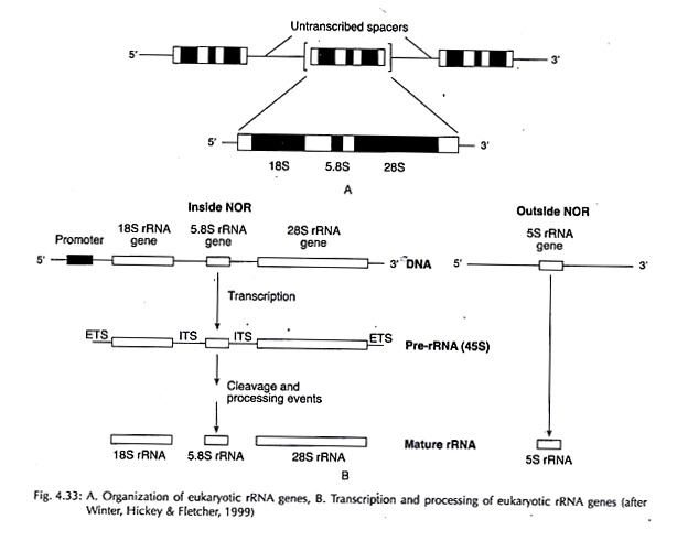 A. Organization of Eukaryotic rRNA Genes and B. Transcription and Processing of Eukaryotic rRNA Genes