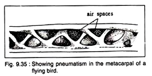 Pneumatism in the Metacarpal of Flying Bird