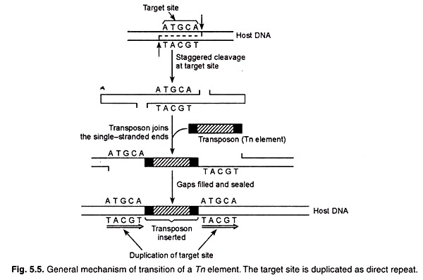 General Mechanism of Transition of a Tn Elements