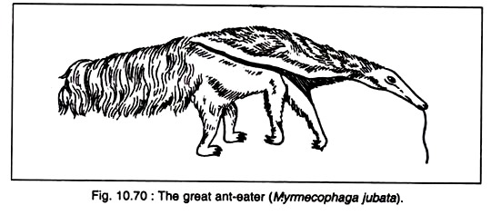 Great Ant-Eater