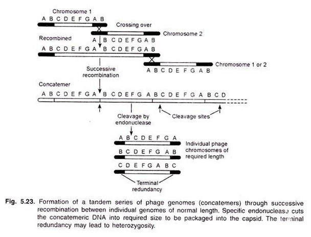 Formation of a Tandum Series of Phage Genomes