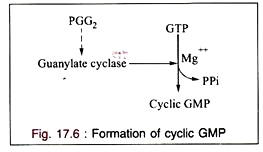 Formation of Cyclic GMP