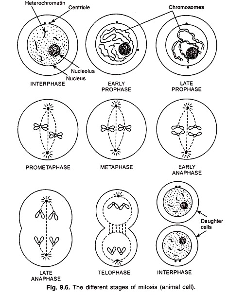 Different Stages of Mitosis