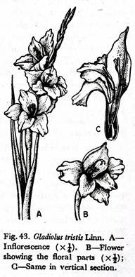 Gladiolus Tristis