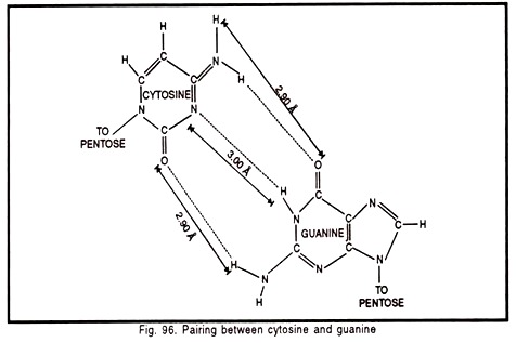 Pairing between Cytosine and guanine