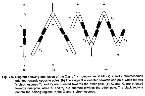 Orientation of the X and Y Chromosomes at Ml