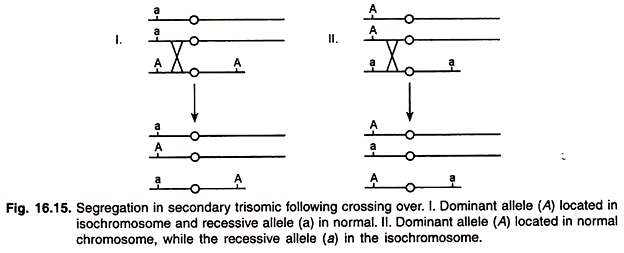 Segregation in Secondary Trisomic Following Crossing Over