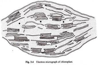 Electron Micrograph of Chloroplast