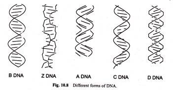 Different Forms of DNA